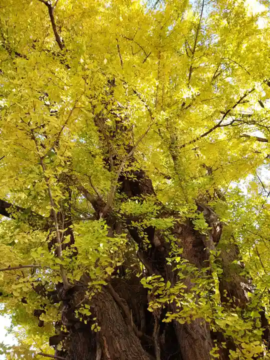 善福寺(東京都)