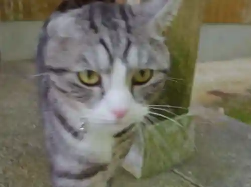 須須神社の動物