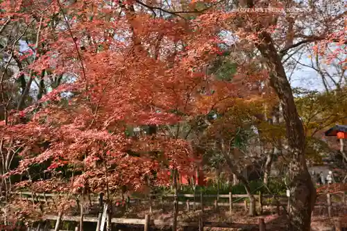 賀茂御祖神社（下鴨神社）(京都府)