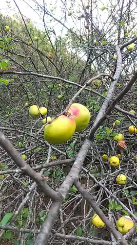 冠稲荷神社の自然