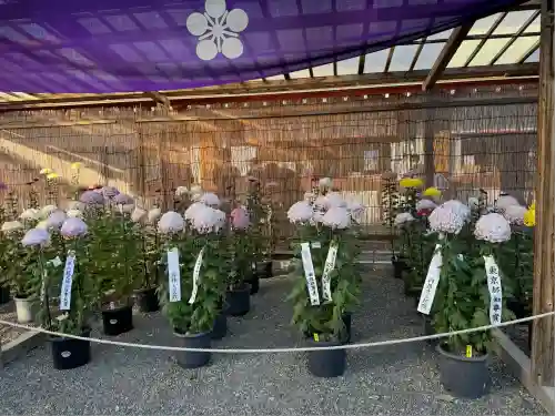 亀戸天神社(東京都)