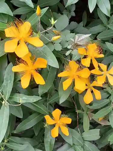 阿佐ヶ谷神明宮(東京都)