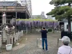 葛井寺の自然