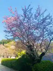 岡寺（龍蓋寺）(奈良県)