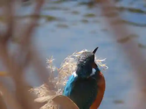 町田天満宮の動物