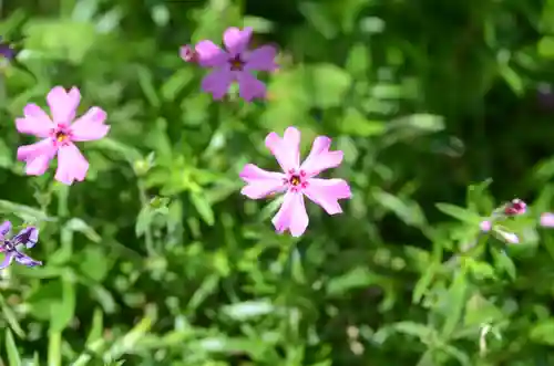 生田神社(兵庫県)