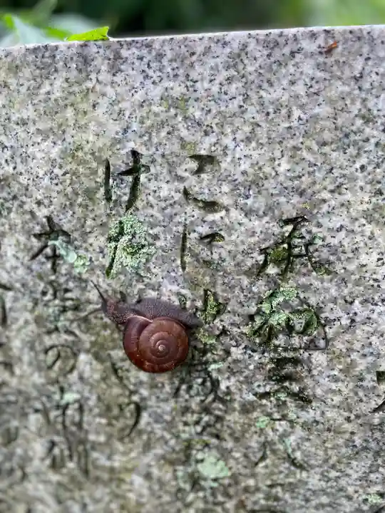 水呑地蔵院の動物
