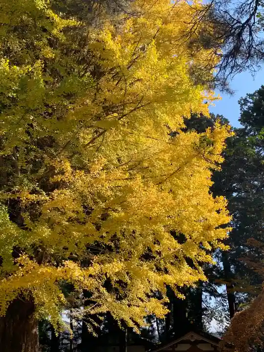 北口本宮冨士浅間神社の自然