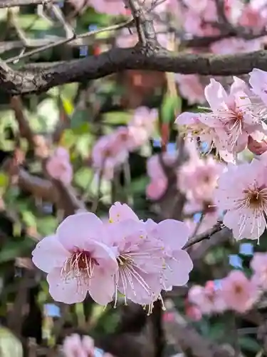 中野沼袋氷川神社(東京都)