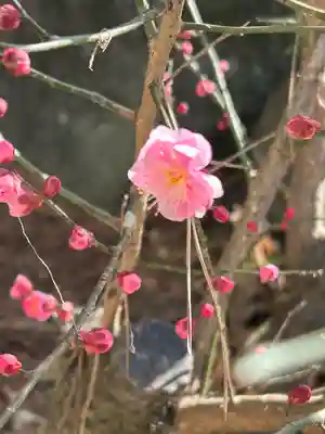 甲斐國一宮 浅間神社(山梨県)