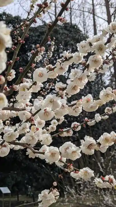 半木神社(賀茂別雷神社境外末社)(京都府)