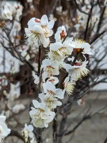 梅宮大社(京都府)
