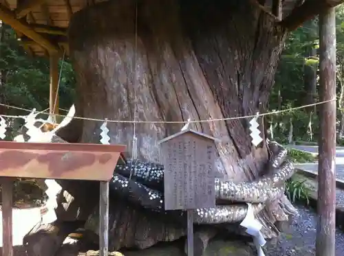 小國神社の自然