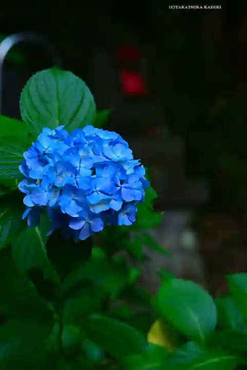 高幡不動尊 金剛寺(東京都)
