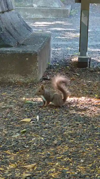 相馬神社の動物