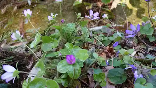 五所駒瀧神社の自然