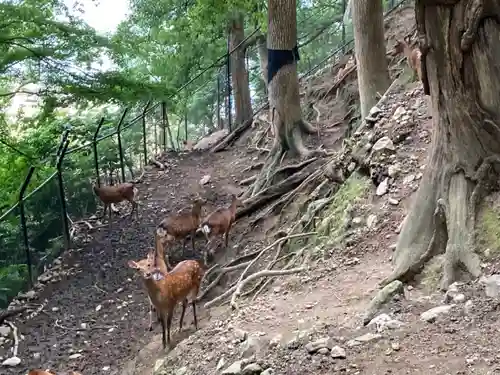 鹿島神社の動物