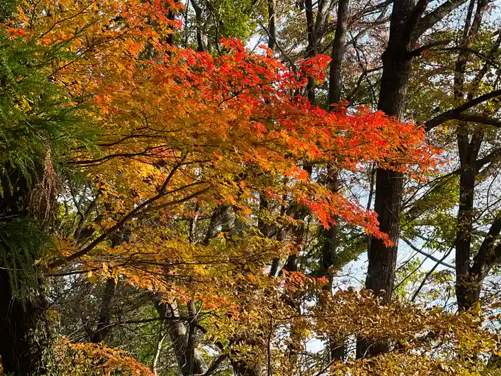 若宮八幡神社の自然