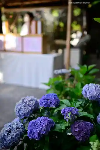 東京大神宮の自然