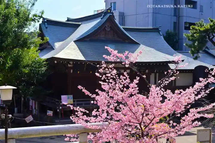 鳩森八幡神社の自然