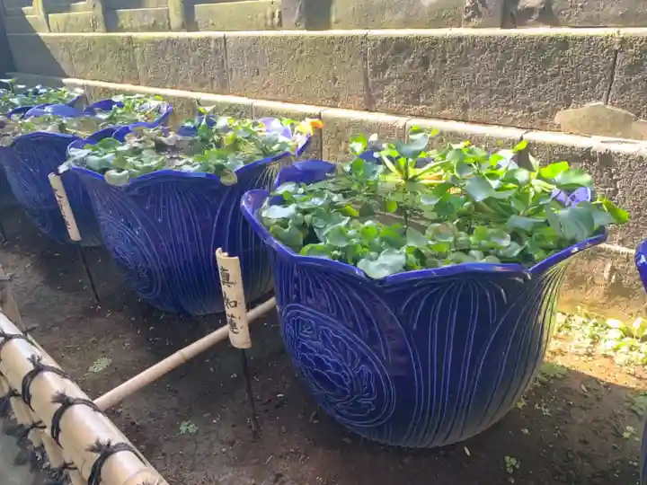 成田山深川不動堂(新勝寺東京別院)の自然