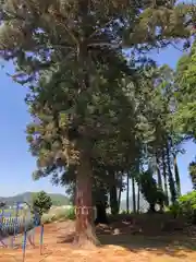 春日神社(福井県)