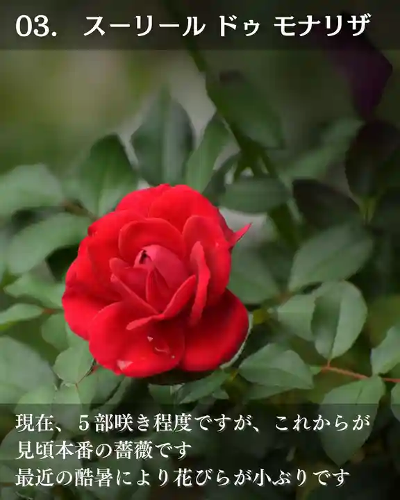 宝光寺(北海道)