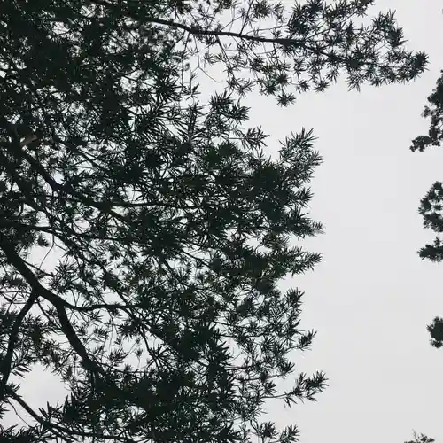 鹿嶋吉田神社の自然