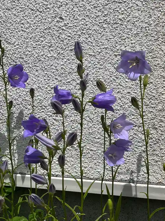 宝壽山 吉祥院の自然