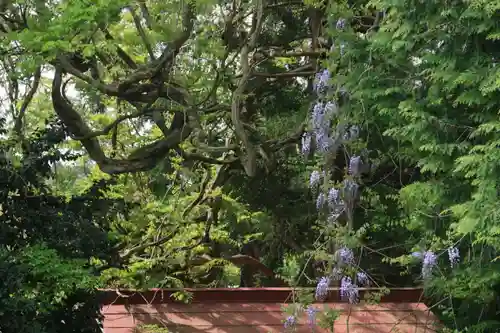 藤稲荷神社の自然