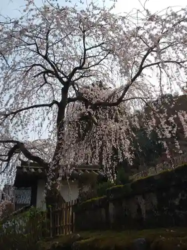 長谷寺の自然