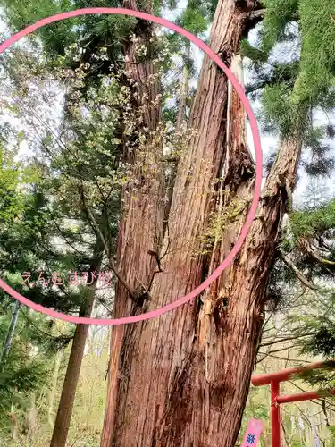 磐椅神社の自然