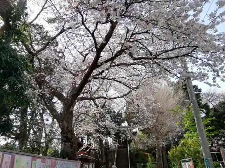 岩槻愛宕神社の自然