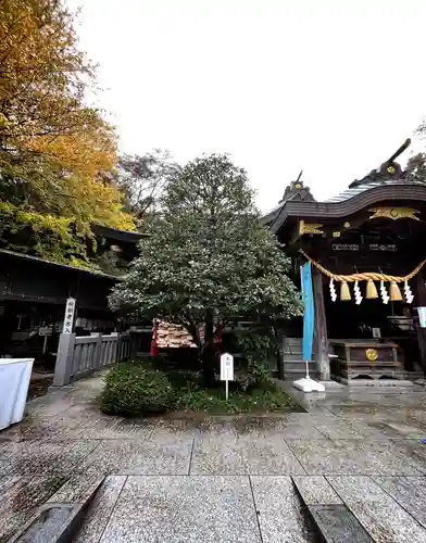 春日部八幡神社の自然