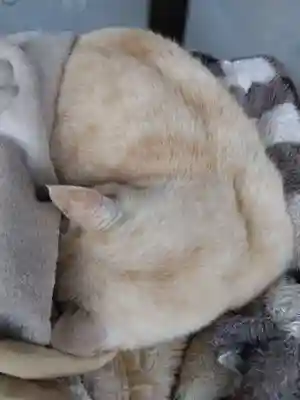 御誕生寺（猫寺）(福井県)