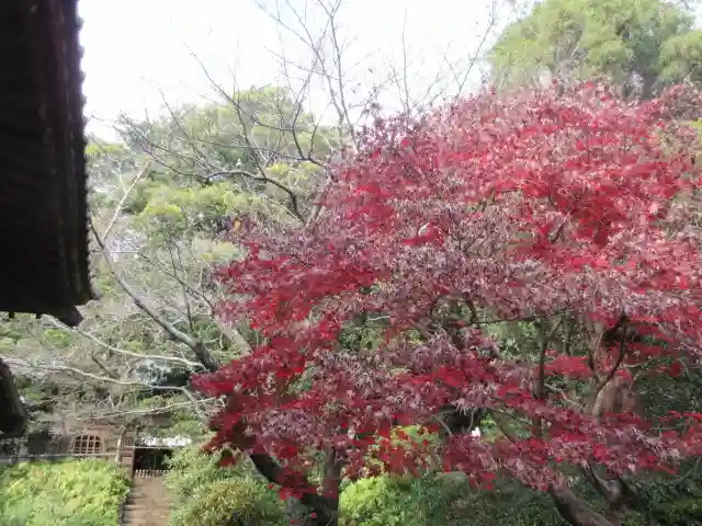 浄光明寺の自然