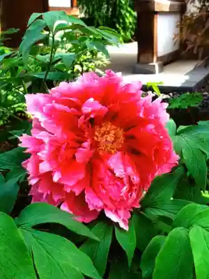 圓照寺(東京都)