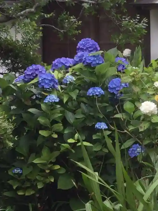 極楽寺(霊鷲山感應院極楽律寺)(神奈川県)