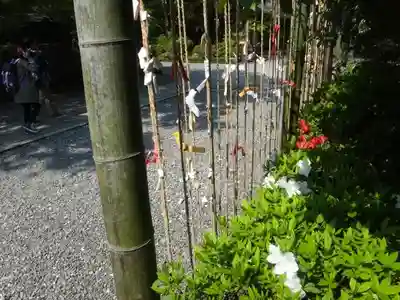 多賀大社のおみくじ