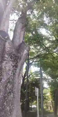 氷川神社(埼玉県)