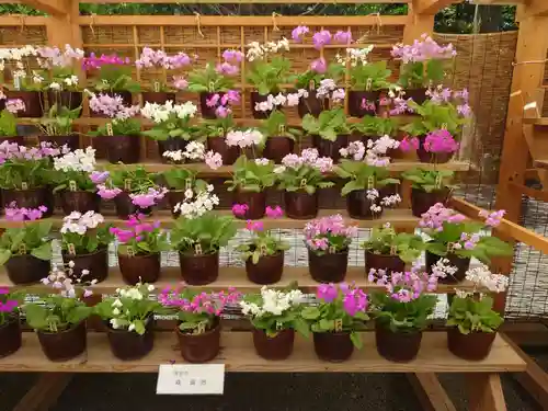 秩父神社(埼玉県)