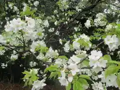 屋久島大社の自然