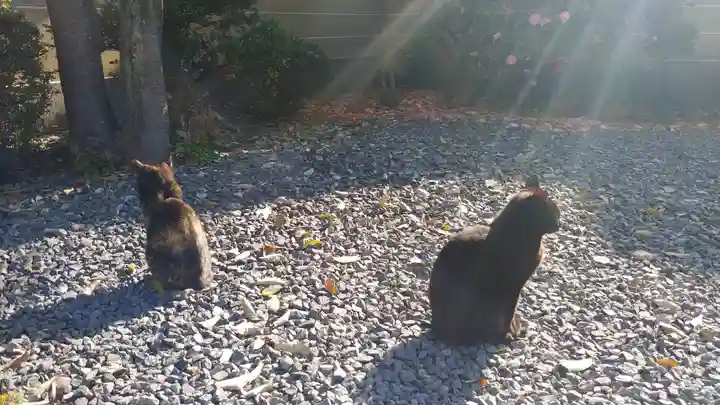大報恩寺(千本釈迦堂)の動物