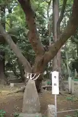 北野天神社の自然