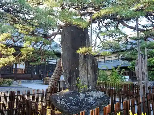 西方寺の建物その他