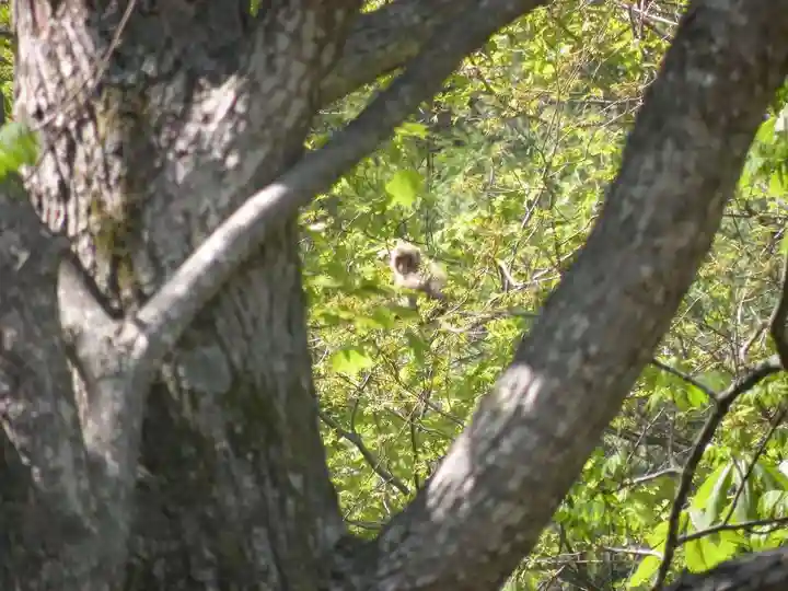 戸隠神社九頭龍社の自然