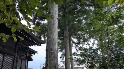 奥田神社の自然