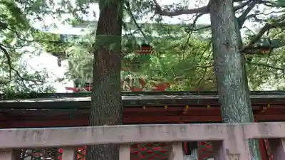 浅草神社の本殿・本堂