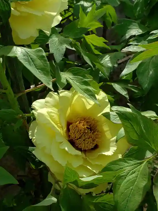 禅定院(東京都)