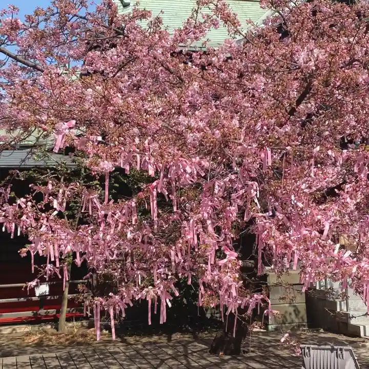 桜神宮(東京都)